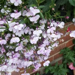 200 frön/pack Färgglada rosfrön Bonsai i krukväxt Hög överlevnadsgrad för trädgårdsdekoration på balkongen
