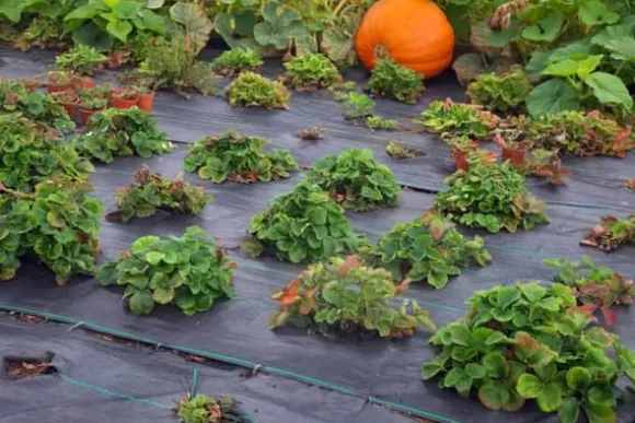 120 m² Ukrudtsbekæmpelsesmembran Ukrudtsforing Mulch liner 100 g 2 m bred