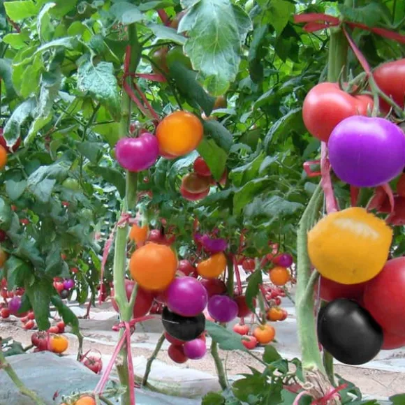 100 st läckra tomatfrön Produktiva grönsaksträdgårdsfrön för plantering utomhus