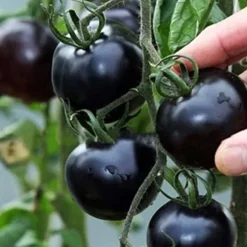 100 st läckra tomatfrön Produktiva grönsaksträdgårdsfrön för plantering utomhus