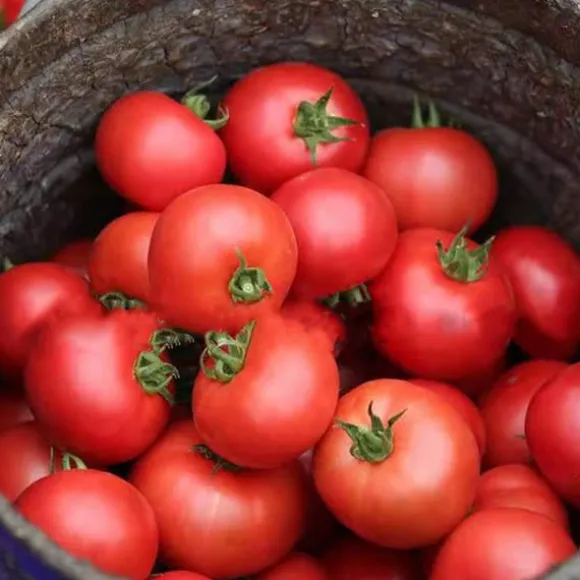 100 st läckra tomatfrön Produktiva grönsaksträdgårdsfrön för plantering utomhus