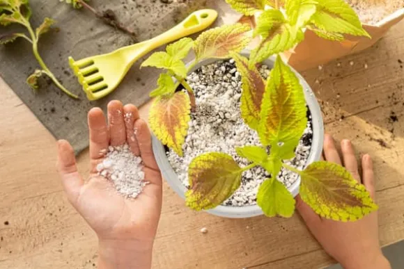 AGRO PERLITE BIOVITA 2-6 MM 10L RODNING