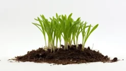 AGRO PERLITE BIOVITA 2-6 MM 10L RODNING