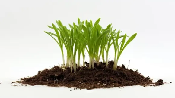 AGRO PERLITE BIOVITA 2-6 MM 10L RODNING