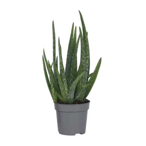 Aloe vera - Aloe barbadensis - Højde 25-40cm - Pot 10,5cm