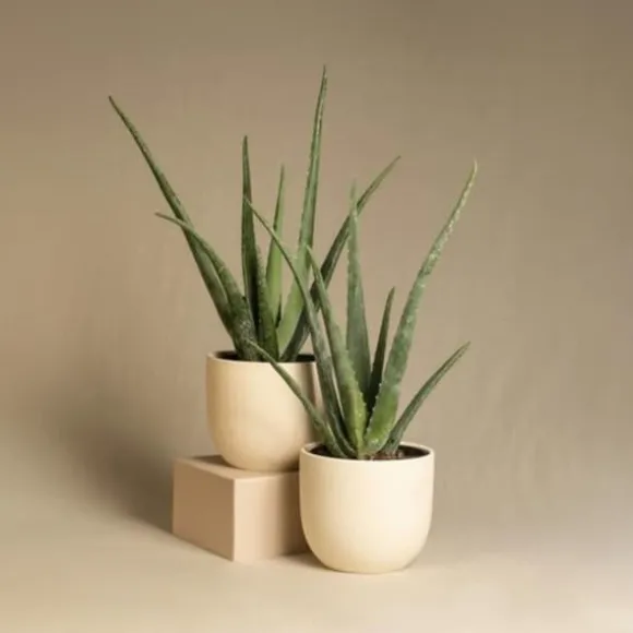 Aloe vera - Aloe barbadensis - Højde 25-40cm - Pot 10,5cm