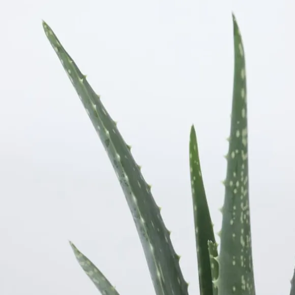 Aloe vera - Aloe barbadensis - Højde 25-40cm - Pot 10,5cm