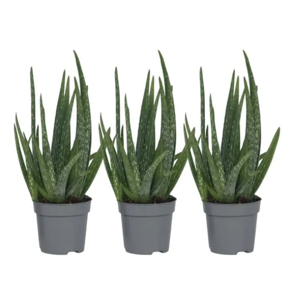 Aloe vera - Sæt med 3 - Aloe barbadensis - Højde 25-40cm - ⌀11cm