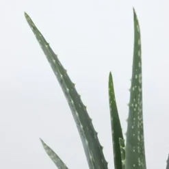 Aloe vera - Sæt med 3 - Aloe barbadensis - Højde 25-40cm - ⌀11cm