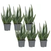 Aloe vera - Sæt med 6 - Aloe barbadensis - Højde 25-40cm - ⌀11cm