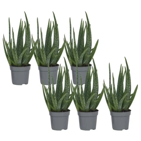Aloe vera - Sæt med 6 - Aloe barbadensis - Højde 25-40cm - ⌀11cm