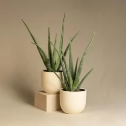 Aloe vera - Sæt med 6 - Aloe barbadensis - Højde 25-40cm - ⌀11cm