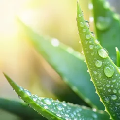 Aloe vera - Sæt med 6 - Aloe barbadensis - Højde 25-40cm - ⌀11cm