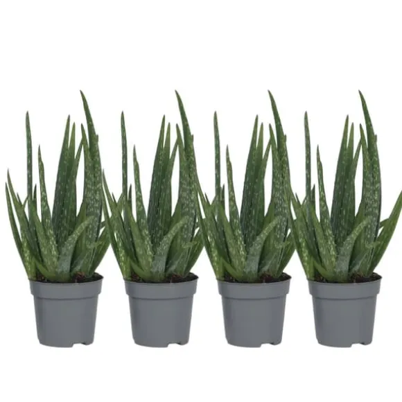 Aloe vera - Sæt med 4 - Aloe barbadensis - Højde 25-40cm - ⌀11cm