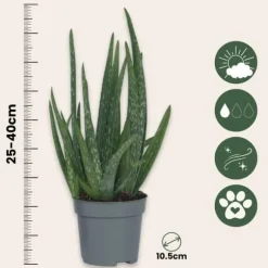 Aloe vera - Sæt med 4 - Aloe barbadensis - Højde 25-40cm - ⌀11cm