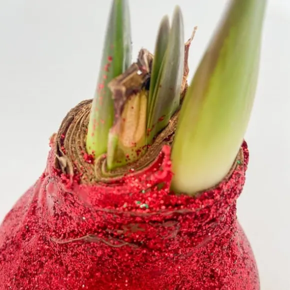 Amaryllis - Hippeastrum 'Glitter Duo' - Rød og grøn