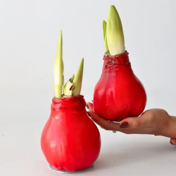 Amaryllis - Hippeastrum 'Wax Red' - Løg - Røde blomster