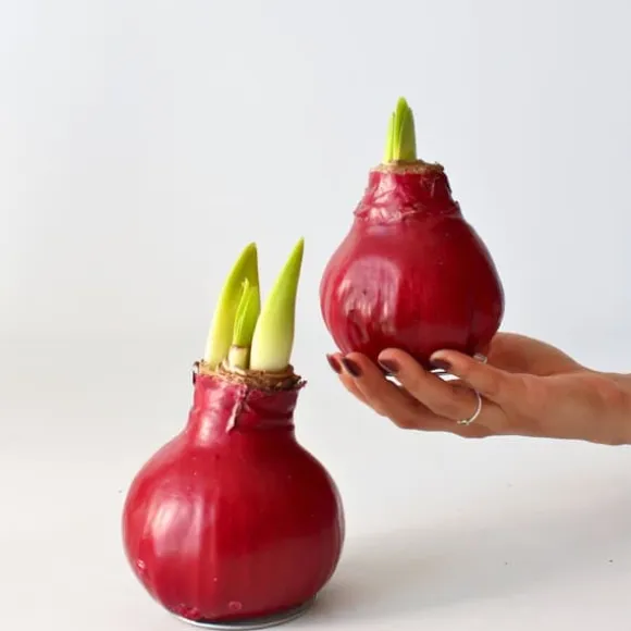 Amaryllis - Hippeastrum 'Wax Bordeaux' - Løg - Røde blomster