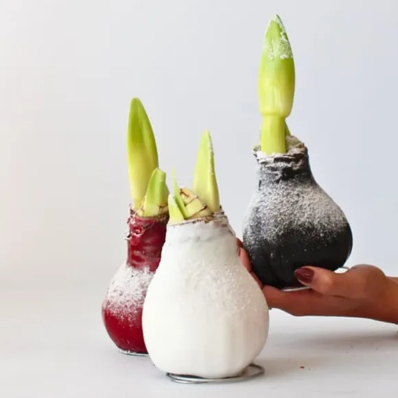 Amaryllis - Hippeastrum 'Wax Snow White' - Løg - Røde blomster