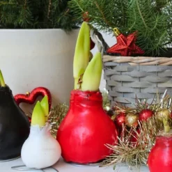 Amaryllis - Hippeastrum 'Wax Mix Red White' - Løg - Røde blomster
