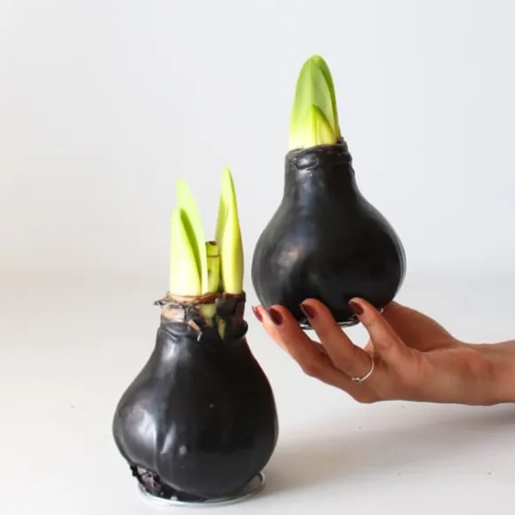 Amaryllis - Hippeastrum 'Wax Black' - Løg - Røde blomster