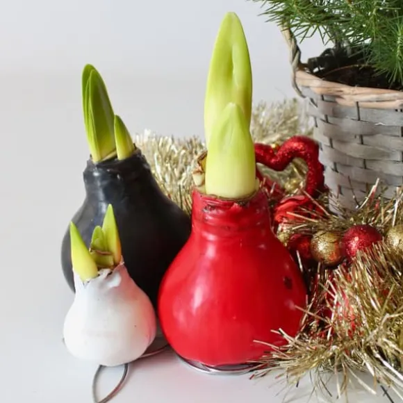 Amaryllis - Hippeastrum 'Wax Black' - Løg - Røde blomster