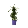 Amerikansk syren - Ceanothus thyrsiflorus Repens - Højde 60-70cm - ⌀17cm