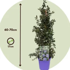 Amerikansk syren - Ceanothus thyrsiflorus Repens - Højde 60-70cm - ⌀17cm
