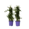Amerikansk syren - Sæt 2 - Ceanothus thyrsiflorus Repens - Højde 60-70cm - ⌀17cm