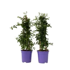 Amerikansk syren - Sæt 2 - Ceanothus thyrsiflorus Repens - Højde 60-70cm - ⌀17cm