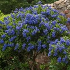 Amerikansk syren - Sæt 2 - Ceanothus thyrsiflorus Repens - Højde 60-70cm - ⌀17cm