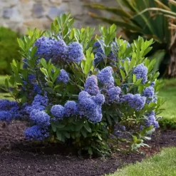 Amerikansk syren - Sæt 2 - Ceanothus thyrsiflorus Repens - Højde 60-70cm - ⌀17cm