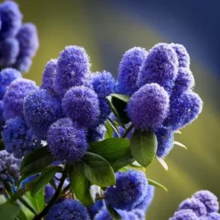 Amerikansk syren - Sæt 2 - Ceanothus thyrsiflorus Repens - Højde 60-70cm - ⌀17cm