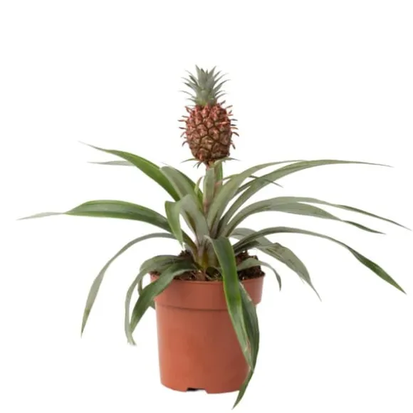 Ananasplante - Ananas comosus 'Mi Amigo' - Højde 35-45cm - ⌀12cm