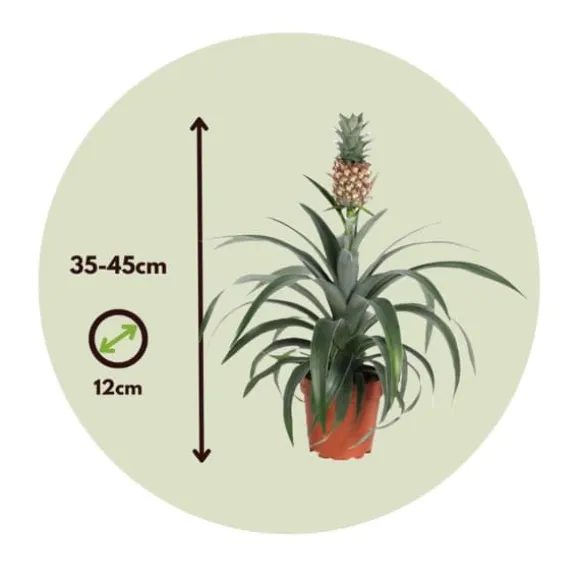 Ananasplante - Ananas comosus 'Mi Amigo' - Højde 35-45cm - ⌀12cm