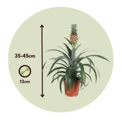 Ananasplante - Sæt med 2 - Ananas comosus 'Mi Amigo' - Højde 35-45cm - ⌀12cm