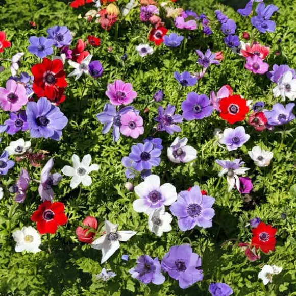 Anemoneløg - Sæt med 30 - Anemoon de Caen - Blomsterløg - Flerfarvet
