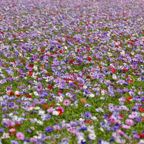 Anemoneløg - Sæt med 30 - Anemoon de Caen - Blomsterløg - Flerfarvet