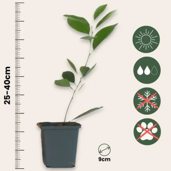 Appelsintræ - 3 stk - Citrus mitis Calamondin - Højde 25-40cm - ⌀9cm