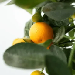 Appelsintræ - 3 stk - Citrus mitis Calamondin - Højde 25-40cm - ⌀9cm