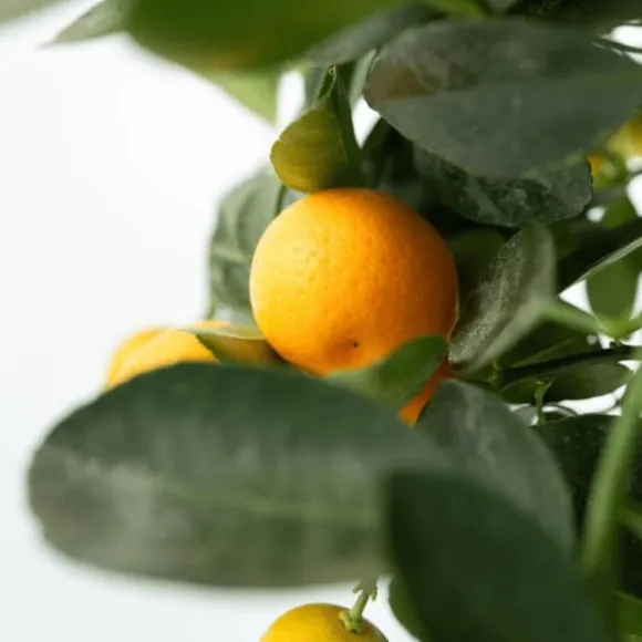 Appelsintræ - 3 stk - Citrus mitis Calamondin - Højde 25-40cm - ⌀9cm