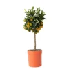 Appelsintræ - Citrus mitis 'Calamondin' - Højde 55-65cm - ⌀19cm