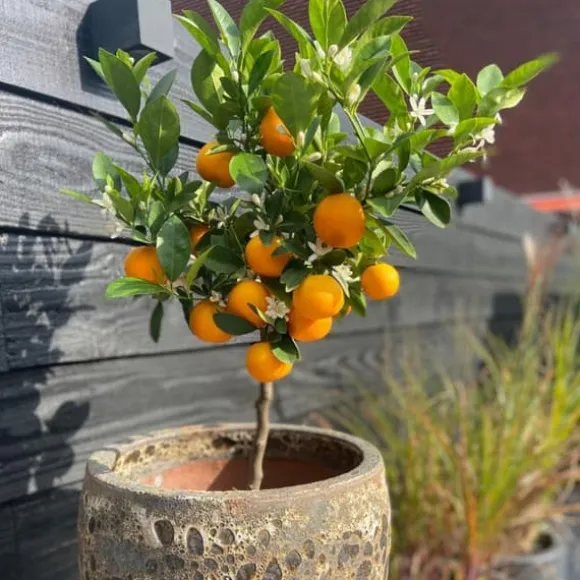 Appelsintræ - Citrus mitis 'Calamondin' - Højde 55-65cm - ⌀19cm