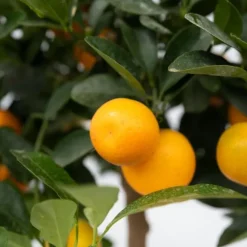 Appelsintræ - Citrus mitis 'Calamondin' - Højde 55-65cm - ⌀19cm
