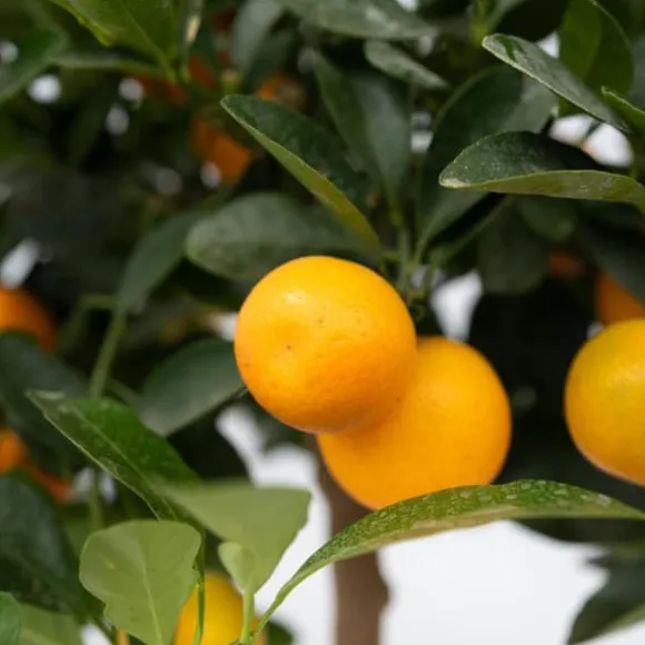 Appelsintræ - Citrus mitis 'Calamondin' - Højde 55-65cm - ⌀19cm