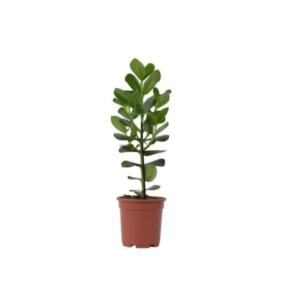Autografplante - Clusia rosea 'Princess' - Højde 50-60cm - ⌀17cm