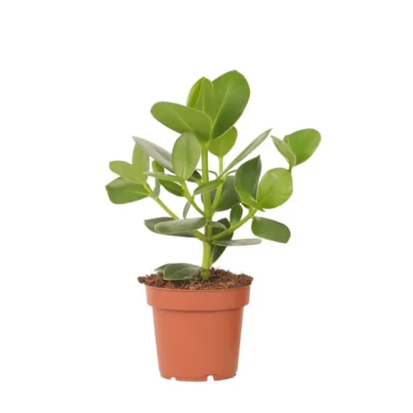 Autografplante - Clusia rosea 'Princess' - Højde 25-35cm - ⌀12cm