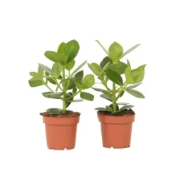 Autografplante - Sæt med 2 - Clusia rosea 'Princess' - Højde 25-35cm - ⌀12cm