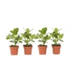 Autografplante - Sæt med 4 - Clusia rosea 'Princess' - Højde 25-35cm - ⌀12cm