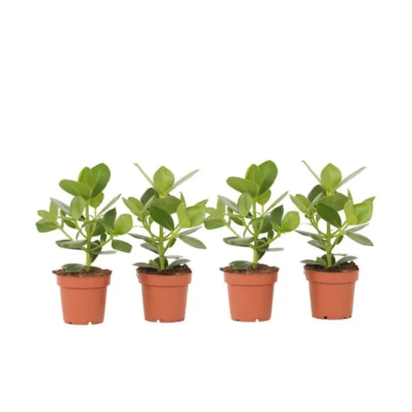 Autografplante - Sæt med 4 - Clusia rosea 'Princess' - Højde 25-35cm - ⌀12cm